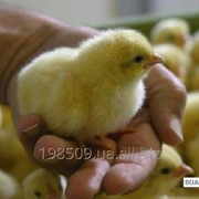 Петушки Ломан-браун фото