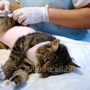 Овариогистерэктомия (стерилизация) кошки фотография