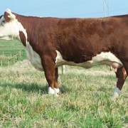 Герефордская порода крупного рогатого скота фото