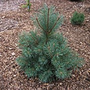 Сосна обыкновенная Шантри Блу (Pinus sylv. 'Shantry Blue') фото