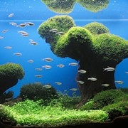 Оформление аквариумов Киев, Киевская область фото