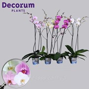 Орхидея Фаленопсис микс -- Phalaenopsis mixed фото