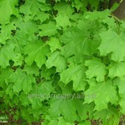 Клён Acer palmatum Higasayama 100 – 120 фото