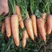 Морковь Санта Круз F1 (ранняя) 200 000 семян фото