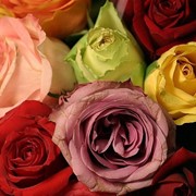 Саженцы роз (Чайно-гибридные) фото