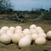 Скорлупа страусиного яйца фотография