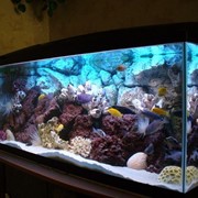 Оформление аквариумов и террариумов