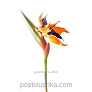 Цветок стрелиция 92 см фото