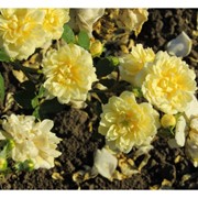 Саженцы однолетних роз Lemon Rambler фото