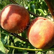 Киевский ранний. Высокозимостойкие, высокоурожайные саженцы персика, плоды созревают в третей декаде июля