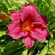 Лилейник Hemerocallis Awesome Blossom рост 40 – 60 фотография