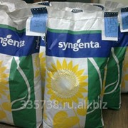 Семена подсолнечника syngenta, pioneer, monsanto! фото