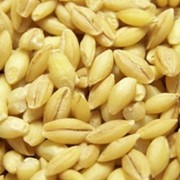 Ячмень зерно