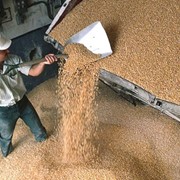 Экспорт зерновых культур