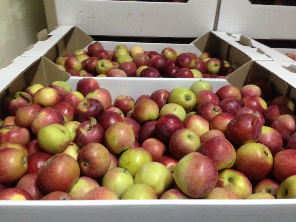 Ооо декоративно-цветочные культуры. Ивановский совхоз тепличный. Ооо плодовое. Совхоз ленина ферма. Совхоз имени ленина поля.