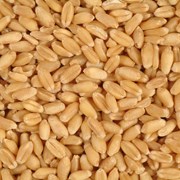 Пшеница оптом, доставка по России фото