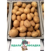 Продам насіння картоплі сорту Коннект фото