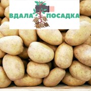 Продам насіння картоплі Арізона фото