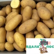 Продам насіннєву картоплю Гранада фото