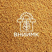 Семена яровой горчицы ВНИИМК сорт Люкс фото