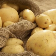 Картофель семенной Зорачка 1РС фото
