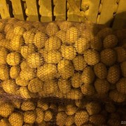 Картофель семенной Ривьера 2РС фотография