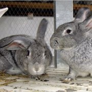 Комбикорм-концентрат для выращивания кроликов
