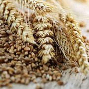 пшеница фураж фотография