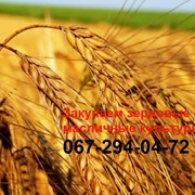 Закупка зерновых и масличных в Запорожской области фото