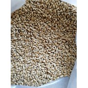пшеница для проращивания