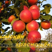 Саженец плодовых деревьев Алычи Крымская краснощёкая
