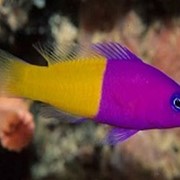 Рыбка Двуцветен пиктихромис Pictichromis фото