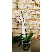Цветы живые, Phalaenopsis (Орхідея)2 фото