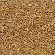 Пшеница твердая оптом. Экспорт из Казахстана
