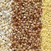 Крупы: рис, гречка, пшено, геркулес, манка, пшеничная, ячневая фото