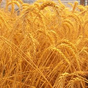 Пшеница мягкая 5-й класс фото