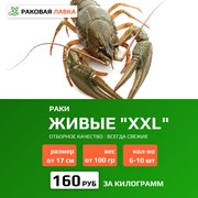 Раки живые XXL (100+ гр) фото