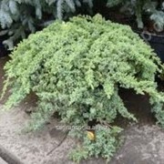 Можжевельник Juniperus procumbens Nana фотография