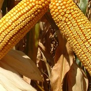 Семена кукурузы гибрид FAO 390 Tarjan
