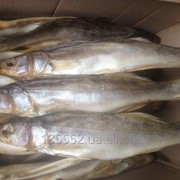 Судак вяленый фото