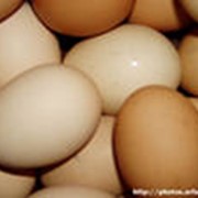 Яйца куриные фото