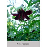 Видовая лилия Nepalese
