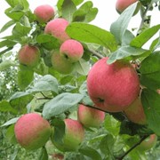 Саженцы яблони фото