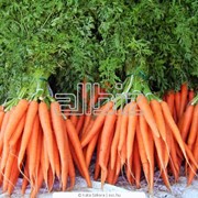 Морковь ранняя фотография