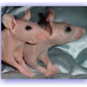 Питомник декоративных крыс Hot Pink Alians фото