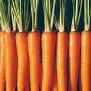 Морковь свежая из Испании фото