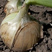 Семена лука Вердон F1 | Verdon фотография
