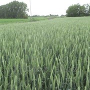 Пшеница озимая семена фото