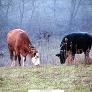 Коровы племенные фотография
