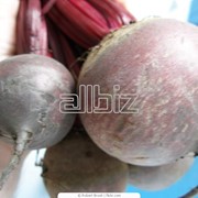 Продажа свеклы фото